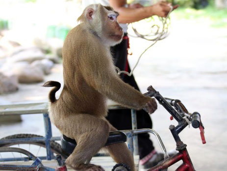 TripAdvisor Under Pressure to Stop Promoting 'Cruel' Wildlife Tourist Attractions (April 26, 2016)